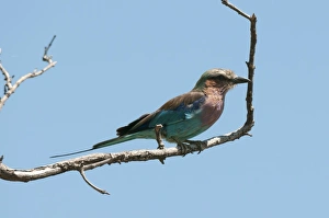 Bright Color Prints: Lilac-breasted roller (Coracias caudatus), Chobe National Park, Botswana, Africa