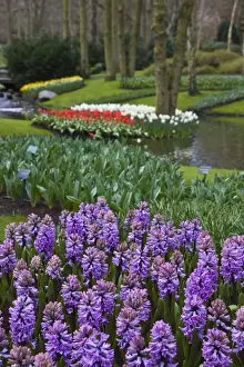 Keukenhof Prints: Lilac hyacinths, Keukenhof, park and gardens near Amsterdam, Netherlands, Europe