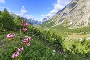 Liliaceae Prints: Lilies blooming in Val Ferret (Ferret Valley), Courmayeur, Aosta Valley, Italy, Europe