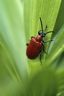 Lily leaf beetle