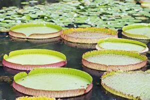 Botanical Collection: Lily pads, Botanic Gardens, Singapore, Southeast Asia, Asia