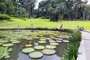 Water Lilies Prints: Lily pads, Botanic Gardens, Singapore, Southeast Asia, Asia