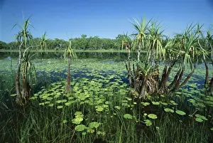 Lily pads and small palms in Annaburroo Billabong at the Mary River Crossing near the Arnhem Highway between Darwin and Kakadu at The Top End, Northern Territory