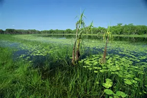 Billabong Prints: Lily pads and small palms in the Annaburroo Billabong at the Mary River Crossing near the Arnhem Highway