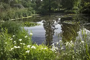 Kew Gardens Prints: Lily Pond, Kew Gardens, UNESCO World Heritage Site, London, England, United Kingdom