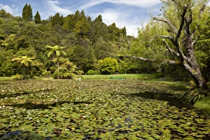 Water Lily Prints: Lily pond at Rapaura Water Gardens