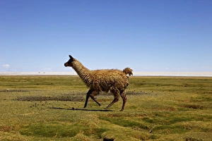 Llama Prints: Lima, Tunupa, Bolivia, South America