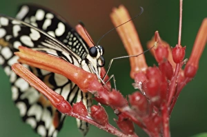 Chesterfield Prints: Lime butterfly (Papilo demoleus)