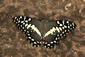 Lime Swallowtail Butterfly (Papilio demoleus)