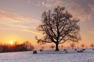 Esslingen Am Neckar Prints: Lime tree at sunset in winter, Esslingen am Neckar, Baden-Wurttemberg, Germany, Europe