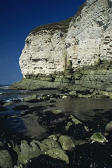 Sea Cliffs Prints: Limestone cliffs, Thornwick Bay, Humberside, England, United Kingdom, Europe