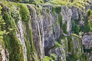 Gorge Prints: Limestone cliffs tower over lush greenery in Cheddar Gorge
