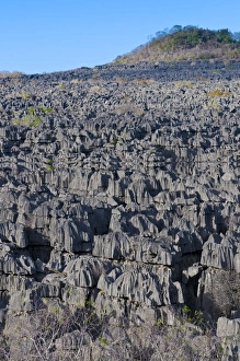 L Imestone Prints: Limestone formations (Tsingys), Ankarana National Park, Madagascar, Africa