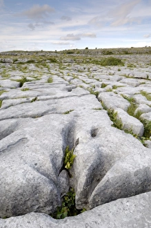 The Burren Prints: Limestone pavement