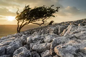 Sunbeam Prints: Limestone pavement and wind-bent Hawthorn tree