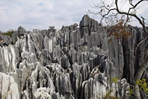 Pinnacles Prints: Limestone pinnacles in Shilin, Stone Forest, at Lunan, Yunnan, China, Asia
