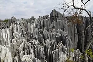 Limestone pinnacles in Shilin, Stone Forest, at Lunan, Yunnan, China, Asia