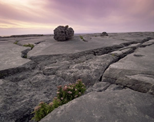 L Imestone Prints: Limestone rocks near the sea, at sunset, The Burren, County Clare, Munster