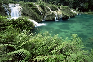 Fern Prints: Limestone waterfall
