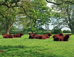 Images Dated 25th February 2008: Lincoln Red herd of cattle, Donington-on-Bain, Lincolnshire, England, United Kingdom