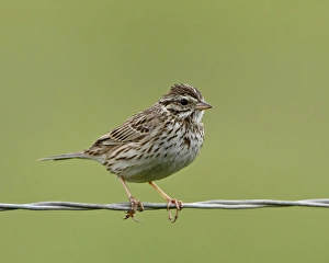 Wire Prints: Lincolns sparrow (Melospiza lincolnii), San Jacinto Wildlife Area