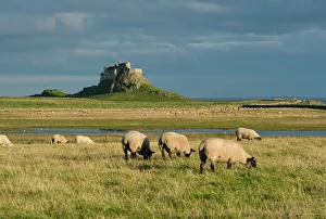 Castles Prints: Lindisfarne Castle, Holy Island, Northumberland, England, United Kingdom, Europe