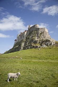Images Dated 3rd June 2009: Lindisfarne Castle and sheep, Lindisfarne or Holy Island, Northumberland