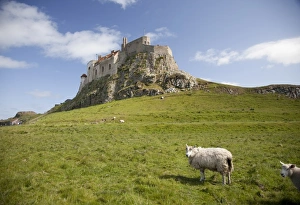 Images Dated 3rd June 2009: Lindisfarne Castle and sheep, Lindisfarne or Holy Island, Northumberland