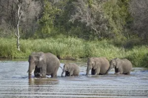 Wild Animals Prints: Line of African Elephant (Loxodonta africana) crossing a river, Kruger National Park
