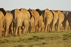 Line of African elephants (Loxodonta africana)