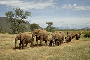 Line of African elephants (Loxodonta africana), Samburu National Reserve