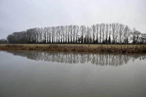 In A Line Prints: Line of bare trees reflected in River Thames, Lechlade, Cotswolds, Gloucestershire