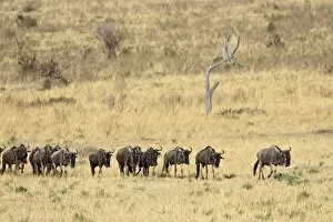 Line of blue wildebees t (brindled gnu) (Connochaetes taurinus ), Mas ai Mara National Res erve