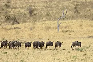 Wildebeests Prints: Line of blue wildebeest (brindled gnu) (Connochaetes taurinus)