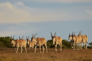 Addo Elephant National Park Gallery: Line of common eland (Taurotragus oryx), Addo Elephant National Park, South Africa