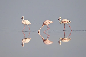Phoeniconaias Minor Prints: Line of lesser flamingo (Phoeniconaias minor)