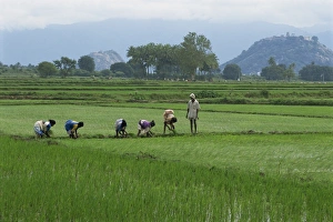 Planting Prints: A line of people planting rice