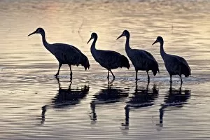 Silhouetted Gallery: Line of four Sandhill crane (Grus canadensis) in a pond silhouetted at sunset