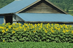 Sun Flower Prints: A line of sunflowers in front of a wooden farm building on Hokkaido