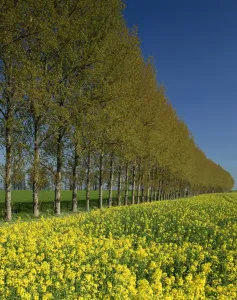 Oil Seed Rape Prints: A line of trees on the edge of a rape field in the United Kingdom, Europe