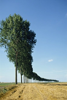 Pas De Calais Prints: Line of trees outside Calais, Pas de Calais, France, Europe
