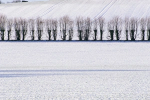 In A Line Prints: Line of trees in winter snow, Selbourne, Hampshire, England, United Kingdom, Europe