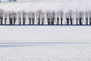 Repeating Collection: Line of trees in winter snow, Selbourne, Hampshire, England, United Kingdom, Europe