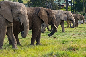 Knysna Prints: Line-up of four elephants, Kynsna Elephant Park, Knysna, Western Cape, South Africa