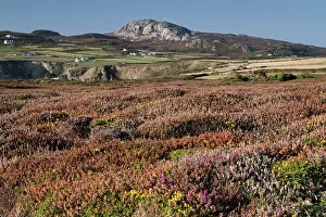 Sustainable Prints: Ling Heather (Calluna vulgaris) on The Range in summer looking to Holyhead Mountain