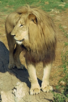 Looking To Side Prints: A lion at the Cango Wildlife Ranch