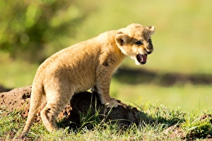Masai Mara Prints: Lion cub calling, Masai Mara, Kenya, East Africa, Africa