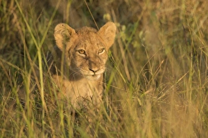 Kruger Prints: Lion cub, Kruger National Park, South Africa, Africa