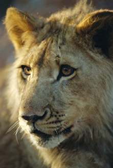 Lion cub, Lion Park resort, Gueru, Zimbabwe