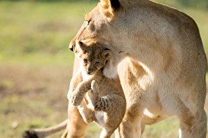 Masai Mara Prints: Lion with cub in mouth, Masai Mara, Kenya, East Africa, Africa